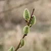 Les **chatons femelles** sont **verdâtres** et plus allongés, avec des **fleurs pistillées** sans pétales, chacune ayant un ovaire conique très velu avec deux stigmates jaunes.