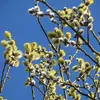 La **floraison précoce** se déroule de **février à avril**, avant l'apparition des feuilles, fournissant une source importante de nectar pour les abeilles au début du printemps.