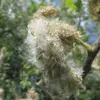 Les **fruits** sont des **capsules velues et allongées** contenant de nombreuses graines minuscules (0,2 millimètre) avec un **fin filament cotonneux**, facilitant leur dispersion par le vent.