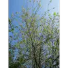 Le **saule marsault** est très commun en **Europe** et en **Afrique du Nord**, et pousse à des altitudes allant jusqu'à **2 000 mètres**.