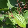 Les **fruits** sont des **drupes sphériques** de couleur **pourpre foncé à noir** à maturité.