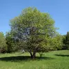 En tant qu'**espèce pionnière**, il colonise rapidement les **friches, clairières** et **bords de chemins**, mais est aussi fréquent le long des **berges de rivières et d'étangs**, contribuant à stabiliser les sols et filtrer les eaux.