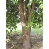 Contrairement à la plupart des saules, **Salix caprea** ne s'enracine pas facilement à partir de boutures, suggérant que les spécimens trouvés dans la nature sont souvent des hybrides.