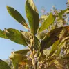 Les **feuilles** et l'**écorce** du saule marsault contiennent de la **salicine**, un composé précurseur de l'aspirine, utilisé depuis l'Antiquité pour traiter les **rhumatismes** et les **fièvres**.