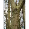 Le bois du saule marsault est **léger et tendre**, principalement utilisé pour le **bois de chauffage**, les **échalas**, et en **tannerie** grâce à sa teneur en **tanin**.