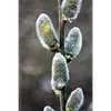 Ce saule est également populaire pour ses **chatons argentés** utilisés comme décorations de Pâques et ses **propriétés mellifères**, produisant un miel rare et parfumé.