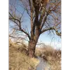 Cet arbre a souvent un **tronc court et penché**, et se caractérise par des **branches fortes et montantes**.