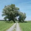 Le **houppier** du saule blanc a une forme de **dôme**, avec une cime large composée de **longues branches ascendantes et écartées**.