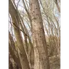 L'**écorce** du saule blanc est **grise** avec une texture **fissurée et entrecroisée verticalement**, ce qui lui donne un aspect distinctif et rugueux.