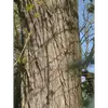 À mesure que l'arbre vieillit, l'écorce devient **creusée de fissures longitudinales grossières**, accentuant sa texture.