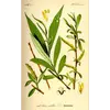 Les **feuilles** de **Salix alba** sont **longues et étroites**, mesurant entre **5 et 12 centimètres de long**.