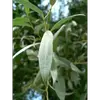 Les feuilles sont **vert clair** avec une **teinte argentée** due à de fines soies courtes, particulièrement visibles sur le **dessous gris duveteux**.