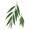 Les feuilles sont **alternes**, caduques, et possèdent un **pétiole court**, non glandulaire, qui fixe fermement les feuilles aux branches.