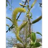 **Salix alba** est une espèce **dioïque**, les fleurs mâles et femelles étant sur des arbres séparés.