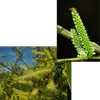 Les **fleurs mâles** forment des **chatons cylindriques** de **3 à 6 centimètres de long**, avec des **anthères jaunes** très visibles, tandis que les **fleurs femelles** produisent des chatons plus fins et dressés.