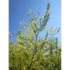 La **floraison** a lieu de **mars à avril**, coïncidant avec l'apparition des feuilles, offrant une source précoce de pollen pour les abeilles.