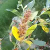 Les **fruits** sont des **capsules allongées et glabres**, qui s'ouvrent en deux pour libérer des graines portant des poils soyeux, facilitant leur **dispersion par le vent**.