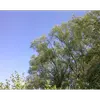 **Salix alba** est originaire des **régions tempérées et froides** de l'hémisphère nord, notamment en **Europe**, **Asie**, et **Afrique du Nord**.