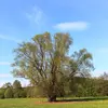 Le saule blanc s'est **naturalisé en Amérique du Nord** et est aujourd'hui commun en France.