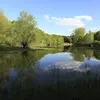 Les saulaies, composées de saules blancs, occupent les **bras morts de rivières, îles, et remblais humides**, évitant souvent les forêts denses en raison de leur besoin de lumière et d'humidité.