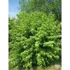 **Cornus sanguinea** est très commun dans toute l'**Europe tempérée**, se trouvant souvent dans les **haies**, **broussailles**, **lisières forestières** et **taillis** sur des **sols calcaires** bien drainés.