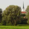 **Salix alba** est une espèce pionnière, capable de vivre environ **100 ans** et de s'établir dans des environnements perturbés ou dégagés.