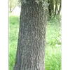 Le bois du saule blanc, léger et inflammable, était traditionnellement utilisé en menuiserie, pour fabriquer des allumettes, et comme bois de chauffage pour les boulangers en raison de sa combustion rapide.