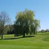 Les variétés de Salix alba, telles que **Salix alba 'Aurea'** et **Salix alba 'Tristis'**, présentent des variations de couleur et de forme, offrant une diversité pour l'ornementation et la production de tuteurs ou de haies.