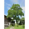**Robinia pseudoacacia**, ou **Robinier faux-acacia**, est un arbre épineux atteignant **20 à 30 mètres de hauteur**, avec un **tronc droit souvent fourchu** et un **port élancé**.
