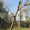 Les **jeunes branches** sont couvertes d'**épines acérées**, qui peuvent persister plusieurs années après la chute des feuilles.