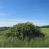En **Suisse**, il est répandu sur l'ensemble du territoire, sauf dans certaines régions des **Préalpes**, en **Engadine**, et à des altitudes plus élevées.