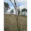 Ces épines sont des stipules transformées situées à la base des feuilles.