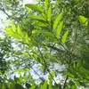 Les **feuilles** sont **imparipennées et composées**, portant de **9 à 21 folioles** ovales, lisses et non dentées, avec un sommet arrondi.