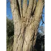 L'**écorce** du robinier est **brun-gris** et devient **rugueuse** avec l'âge, se fissurant profondément longitudinalement pour former un réseau de crevasses.
