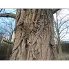 Chez les vieux arbres, l'écorce présente un aspect **grisé avec des côtes épaisses et larges**.
