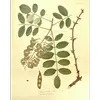 Les **feuilles** du **Robinia pseudoacacia** sont **caduques** et apparaissent tardivement au printemps, tombant souvent vertes à l'automne.