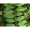 Ces folioles sont alternes de part et d'autre du rachis central de la feuille.
