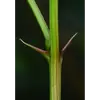 Les **stipules** des feuilles des rameaux non florifères sont transformées en **épines acérées**, offrant une protection naturelle contre les herbivores.