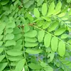 Les feuilles se tournent vers le haut ou vers le bas en réponse à la chaleur ou à la pluie, une adaptation qui réduit la perte d'eau par évaporation.
