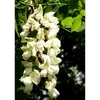 Les fleurs zygomorphes typiques des Fabacées ont une corolle papilionacée et sont très attractives pour les abeilles, faisant du robinier une importante plante mellifère.