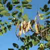Ces gousses restent accrochées à l'arbre tout l'hiver, permettant une dispersion progressive des graines.