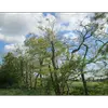 On le trouve souvent dans des **forêts de feuillus** mélangées, sur des **terrains sablonneux, secs et bien drainés**.