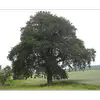 Sa silhouette se distingue de celle du chêne pédonculé par un **tronc droit jusqu’à son sommet** avec des **branches et un feuillage** (le houpier) **plus réguliers**.