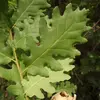 La base de la feuille est **sans oreillette**.