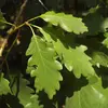 Les feuilles sont portées par un **pétiole bien visible** (de 1 à 2 centimètres de long).