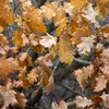 Contrairement au chêne pédonculé, le chêne sessile **garde ses feuilles rousses durant tout l'hiver**.