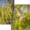 Les **Fleurs mâles** jaunâtres sont groupées en **longs chatons pendants**. Les **fleurs femelles rosâtres et minuscules** sont difficiles à voir. Elles sont **à l'aisselle des feuilles de l'année**.