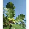La distinction entre le Chêne pédonculé et le Chêne sessile se fait pour les débutants essentiellement par les fruits (car ceux du chêne pédonculé ont un pédoncule, alors que ceux du chêne sessile n'en ont pas).