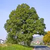 Le chêne sessile est **courant partout en France**, à l'exception de la **côte méditerranéenne** et du **bassin aquitain**.