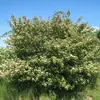 Cet arbuste est parfois appelé **bois puant** ou **bois punais** à cause de l'odeur désagréable que dégagent ses rameaux lorsqu'ils sont coupés.